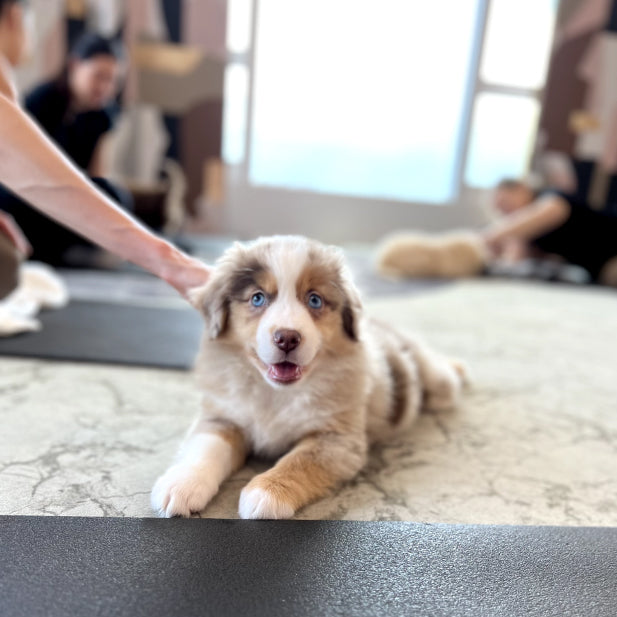 Washington - Dupont Circle Studio 2