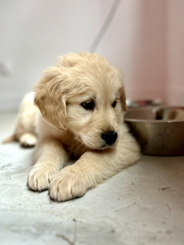 San Francisco - Studio 2 – Puppies&Yoga